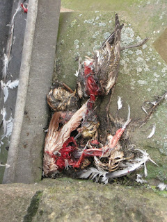 Various remains including the head of a Golden Plover