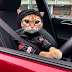  35 Kata Bijak yang Menginspirasi dari Dunia Kucing