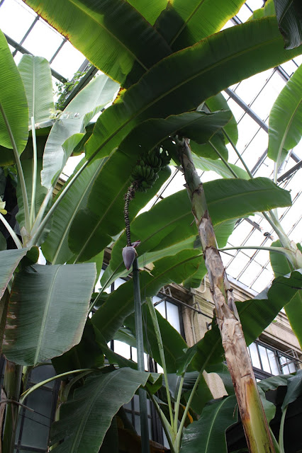 Bananas in winter at Longwood Gardens