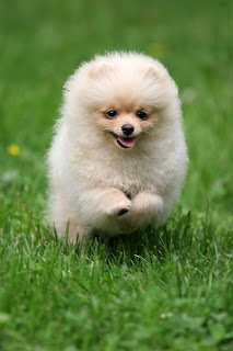 Pomeranian Puppy Pictures