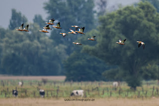 Wildlifefotografie Rostgänse Olaf Kerber