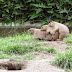 Prairie Dog Companions Photo