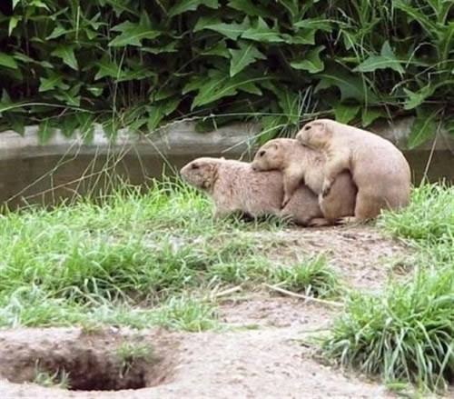 Prairie Dog Companions Photo