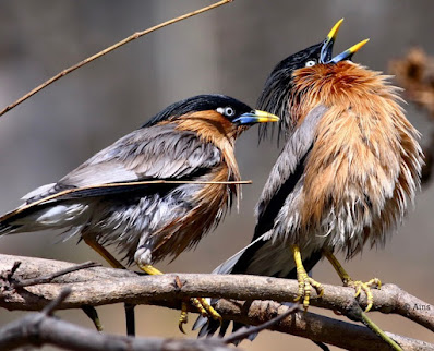 "Brahminy Starling - Sturnia pagodarum, vocalising a tune to the other bird."