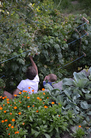 Vater und Sohn pflücken Himbeeren im Garten.