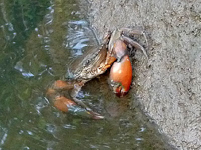 Orange Mud Crab (Scylla olivacea)