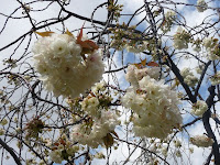 八重のさと桜