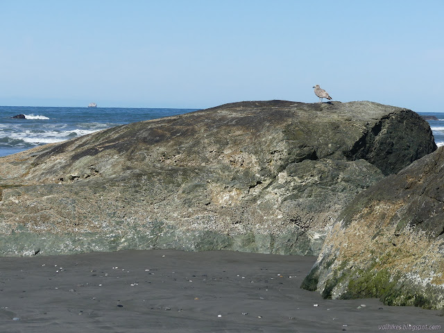 sea gull atop a rock on the beach