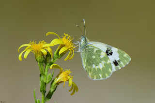 mariposa-blanquiverdosa-pontia-daplidice-