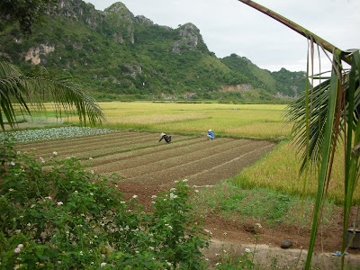 Fields on Cat Ba, picture by Ben Beiske