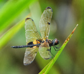 Rhyothemis phyllis