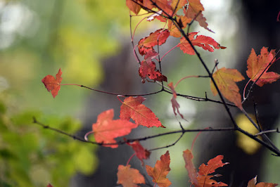 Fall leaves