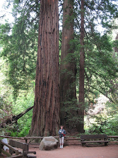 large redwood