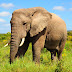 Basic Facts About Elephants
