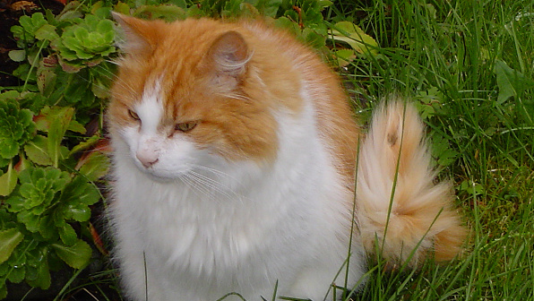 Superb Orange and white Norwegian Forest Cat at wild