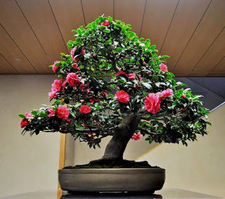 Tanaman Bonsai Bunga