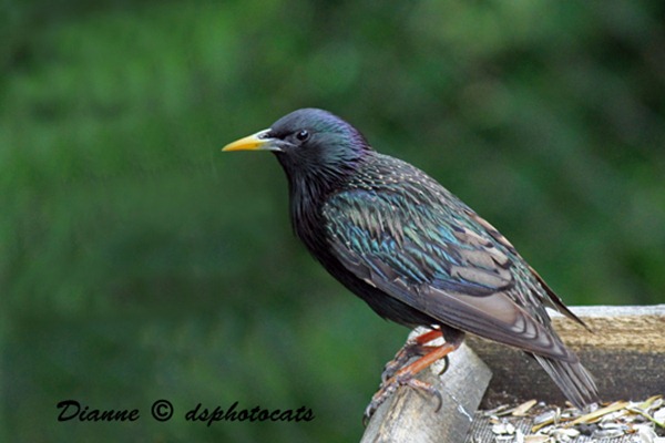 IMG_3618 Starling