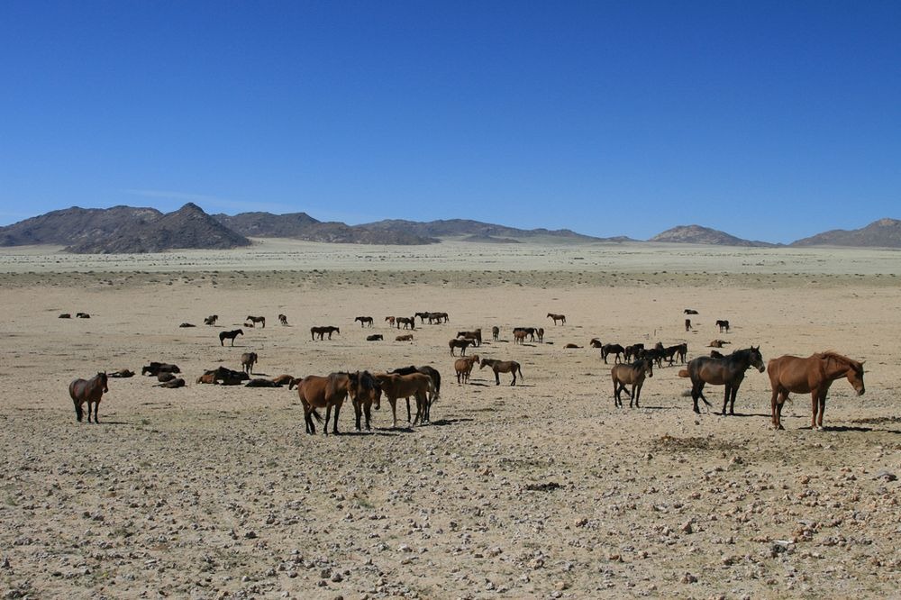 namib-desert-horse-5