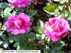 Cara Unik Menciptakan Bunga  Mawar  Indah Rajin Berbunga Dan 