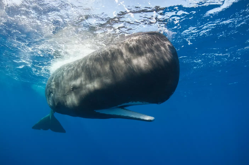 Marine Showdown: How Sperm Whales Unleashed a 'Poonado' to Defend Against Orcas