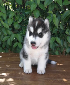 Siberian Husky Dog
