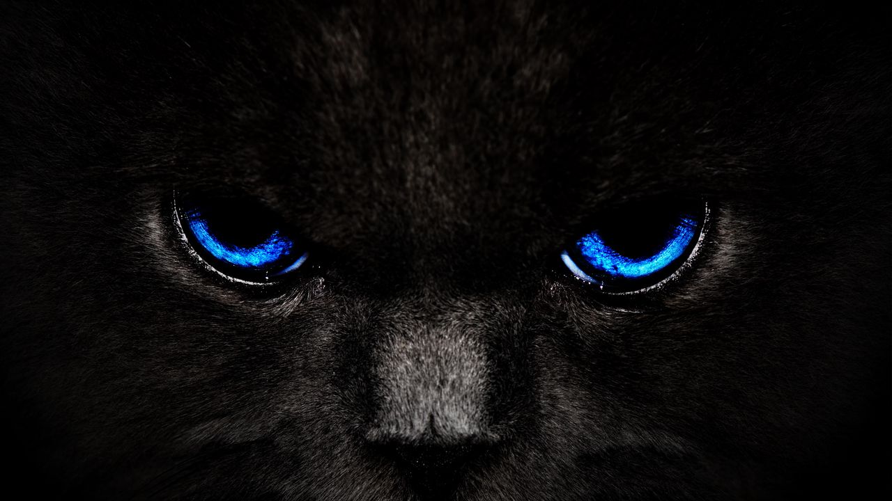 Wallpaper Cat Eyes Blue