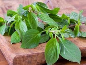 manfaat daun kemangi untuk kesehatan pria dan wanita