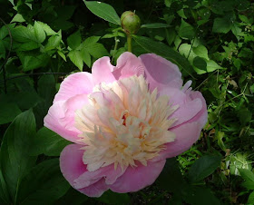 Peony