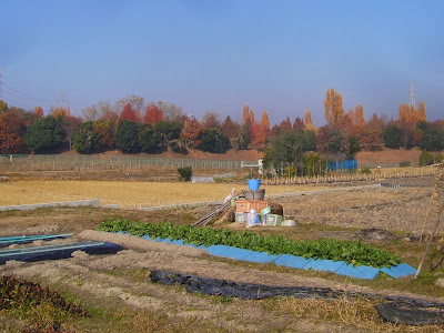 外から見た山田池公園の紅葉