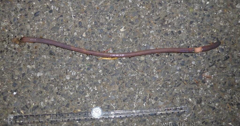 フトミミズ類 Unidentified Earthworm 水元公園の生き物