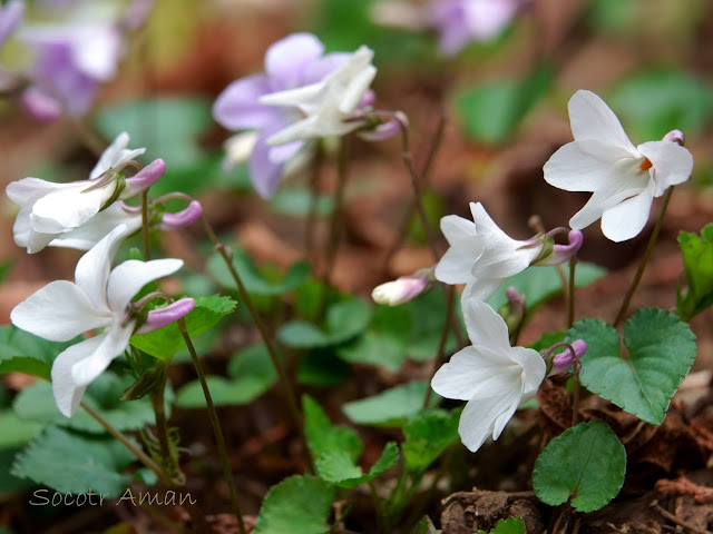 Viola grypoceras