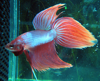 12 Type Of Betta Fish By Tail Types