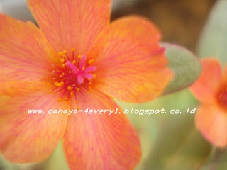 Orange stripe purslane