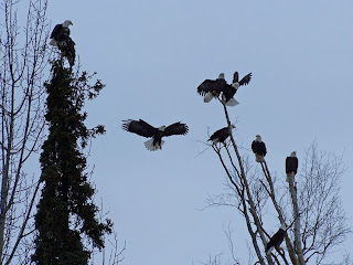 eagle colonize a village