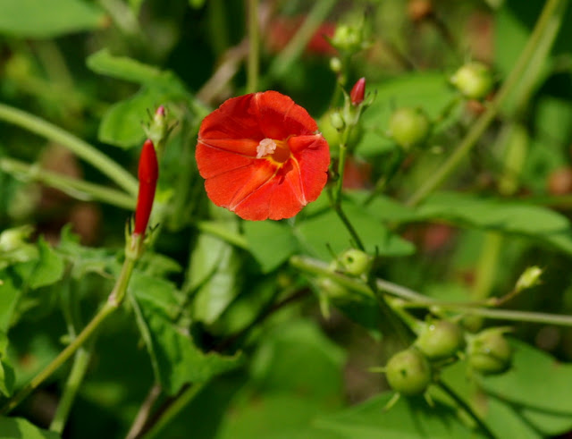 Ipomoea hederifolia