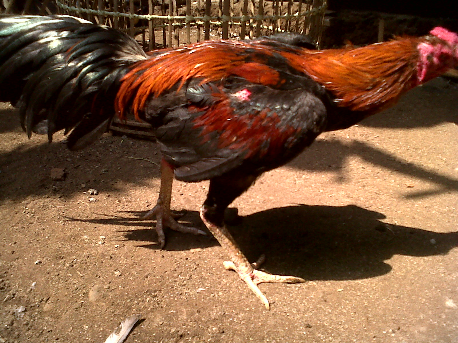  Koleksi Ayam Bangkok Siap Tarung Lainnya