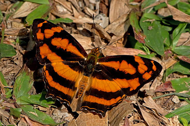 Symbrenthia lilaea the Common Jester butterfly