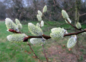 Pussy Willow catkins on a rainy day in Jubilee Country Park