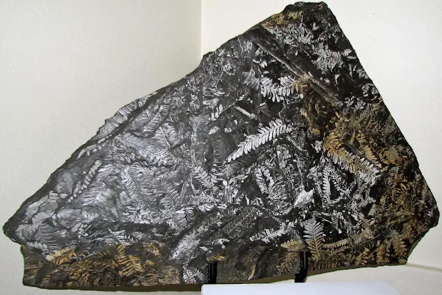 fossiliferous shale