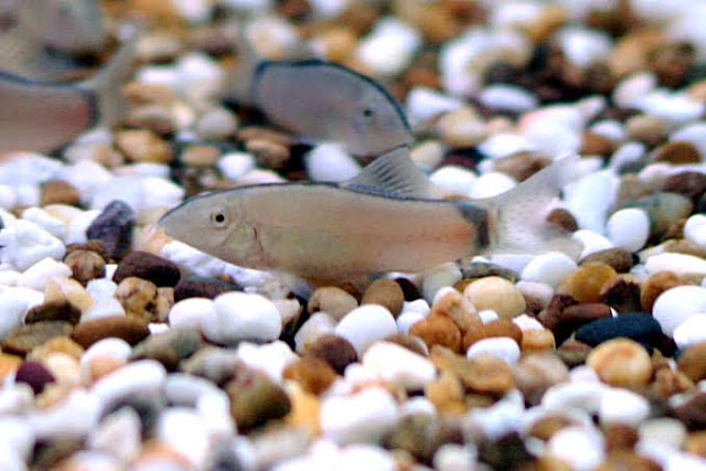 Yasuhikotakia Morleti