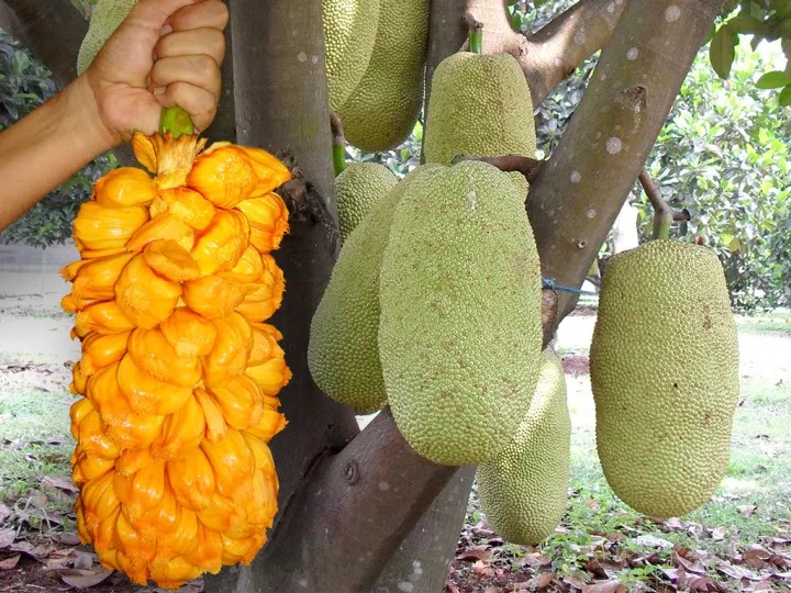 bibit pohon cempedak merah daun lebat Dumai