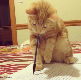 writing cat, funny cat pictures, funny cats