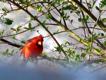 cardinal