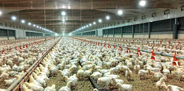 broiler chicken farming in nepal