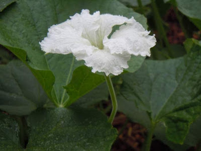 swan gourd flower