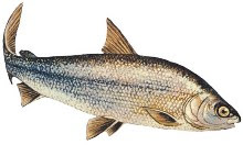 sablefish omega 3