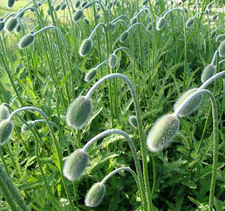 Poppies, ready to burst into flower