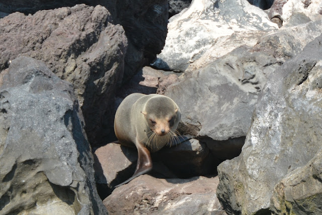 Punta Vicente Roca seal