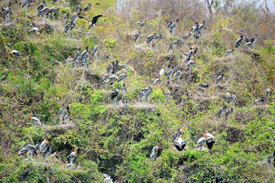 Storks in hdkodak  blogspot