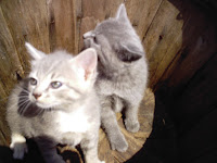 two cute kitten in basket